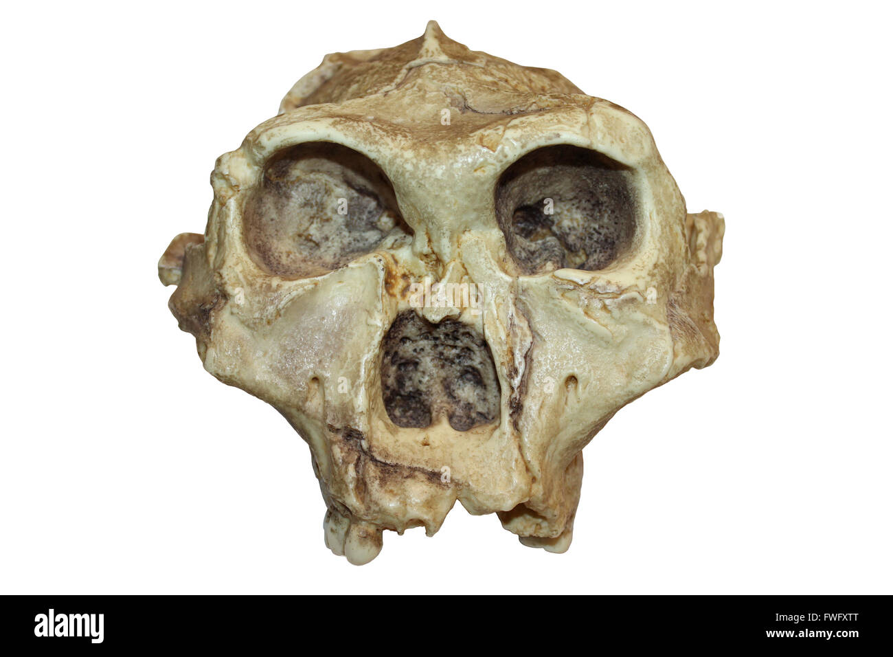 Australopithecus (Paranthropus) robustus Stock Photo