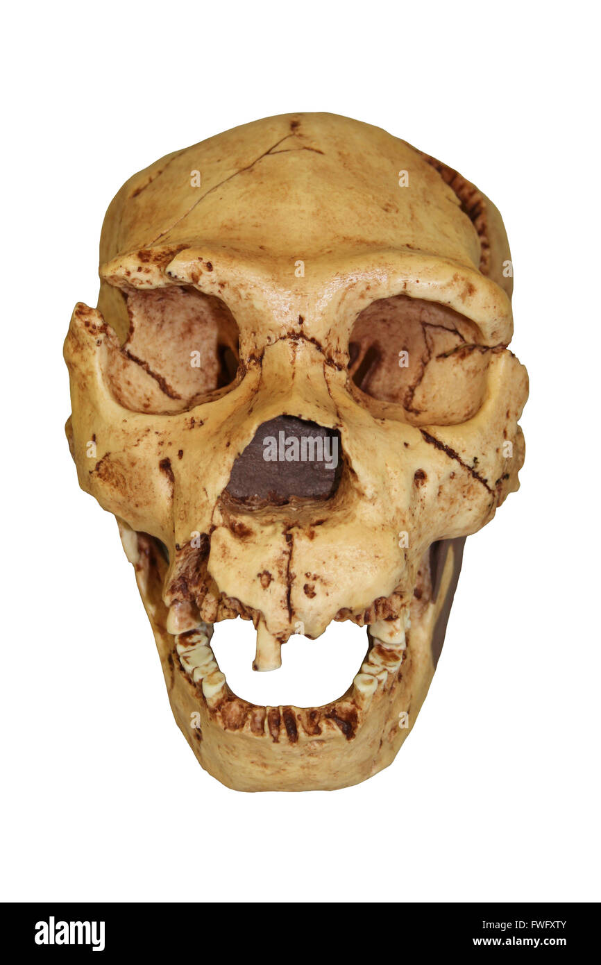 Homo heidelbergensis Skull Atapuerca 5 Stock Photo