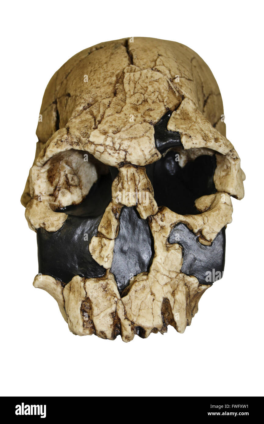 Homo rudolfensis Skull KNM-ER 1470 Stock Photo