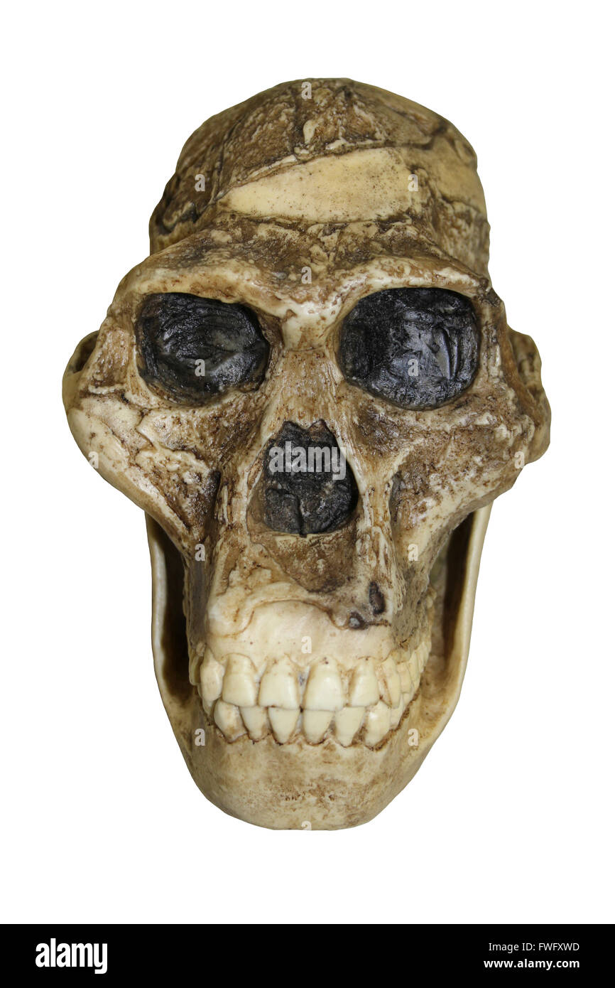 Australopithecus africanus Skull Sts 5 'Mrs. Ples Stock Photo