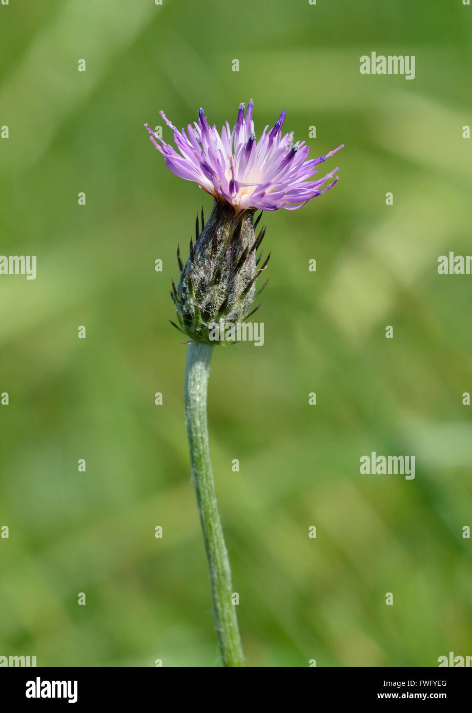 Carduus argentatus  Thistle with white blotched leaves Closeup of flower Stock Photo