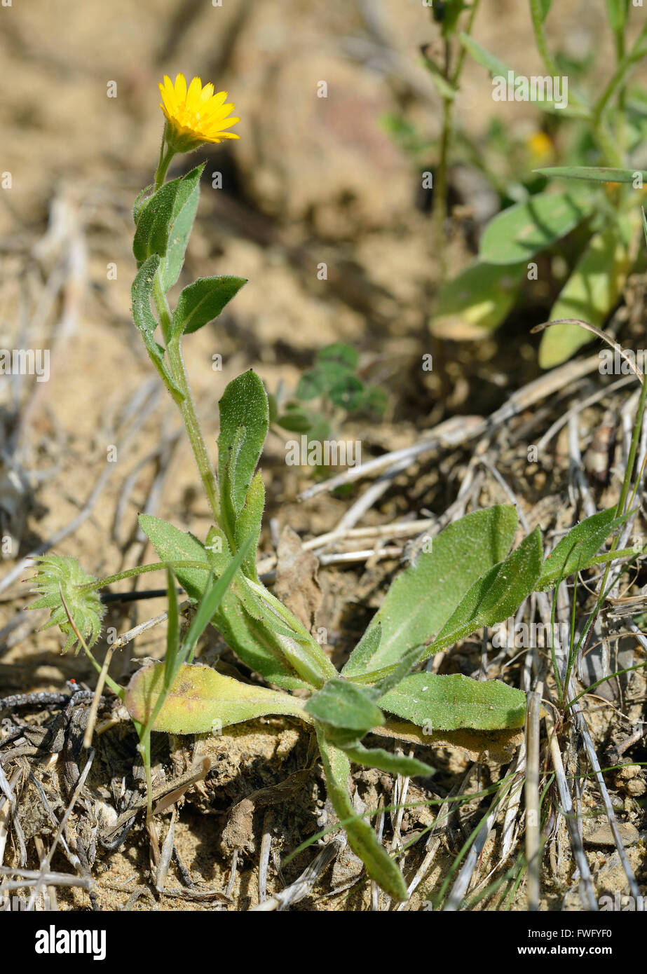 Field Marigold - Calendula arvensis Yellow Wild Flower Stock Photo