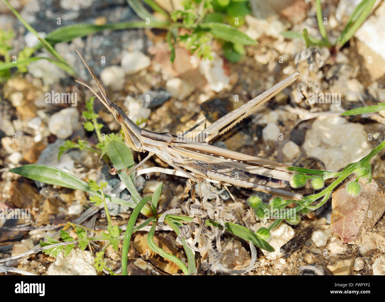 Stickinsect Cricket Acrida ungarica Brown Form Adult Stock Photo Alamy