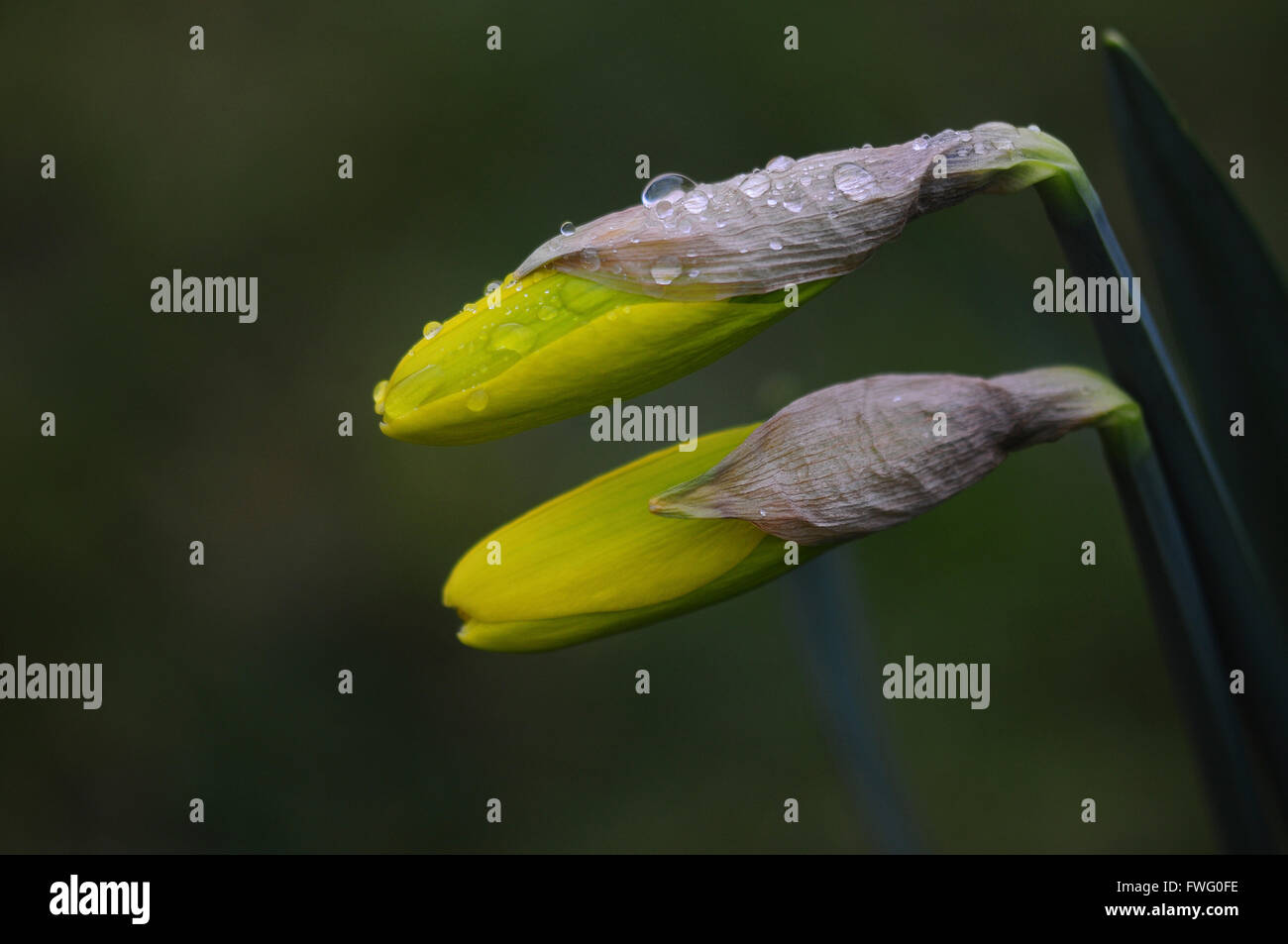 Two daffodil buds with morning dew UK Stock Photo Alamy
