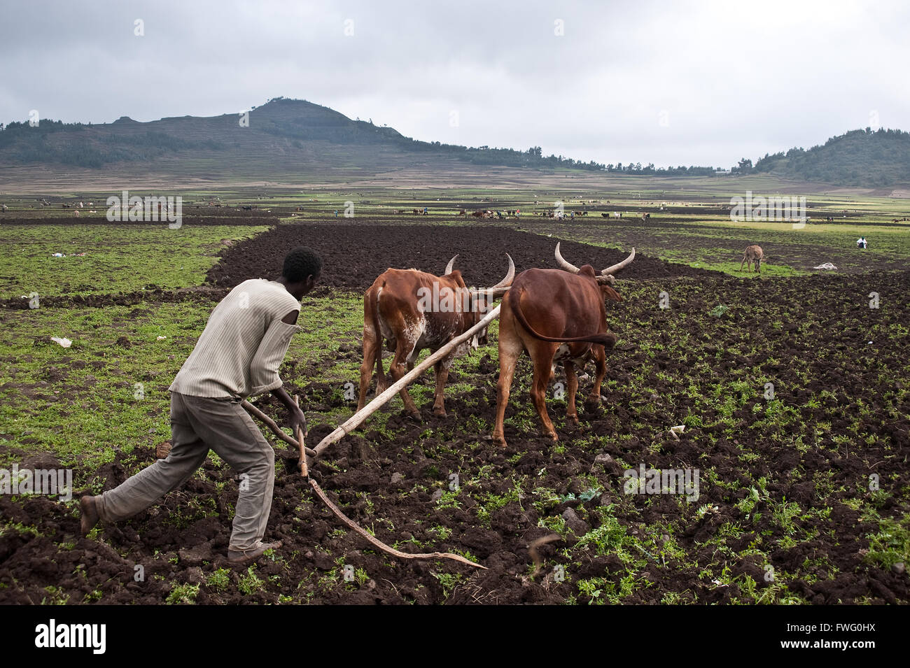 Ploughing africa hi-res stock photography and images - Alamy