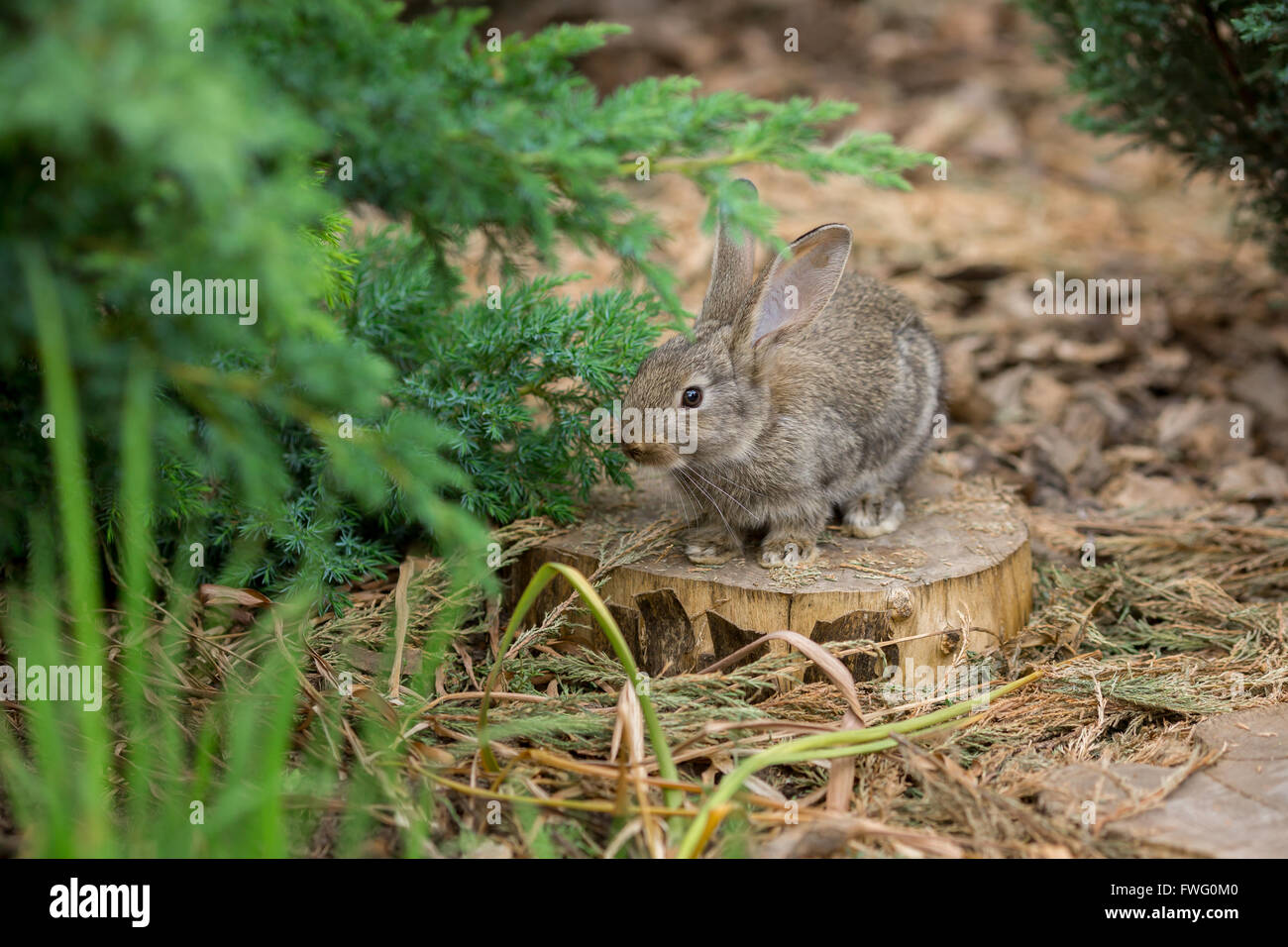 Rabbit is Beautiful Animal of Nature Stock Photo - Alamy
