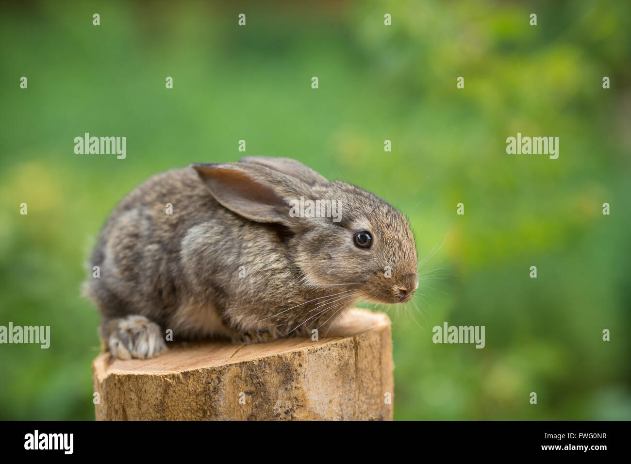 Rabbit. Beautiful animal of wild nature Stock Photo - Alamy