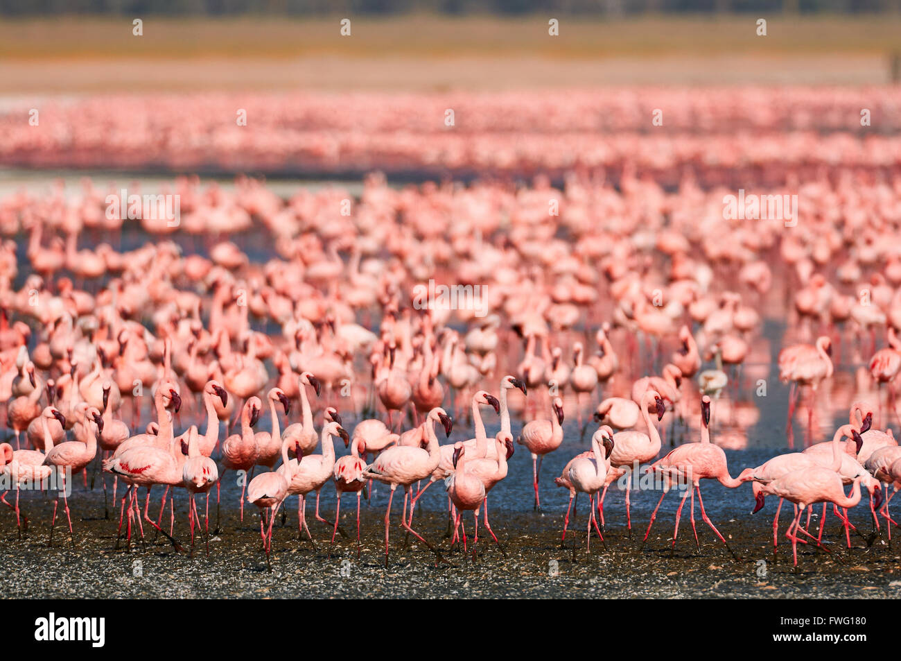 Large flock of lesser flamingos in an alkaline Lake in the rift valley