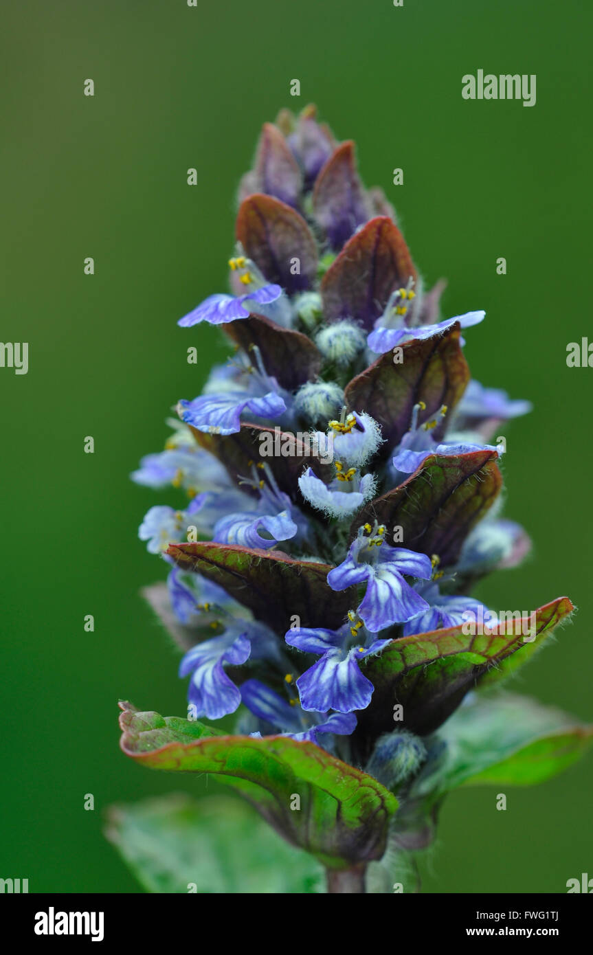 bugle ajuga reptans perennial blue flower UK Stock Photo