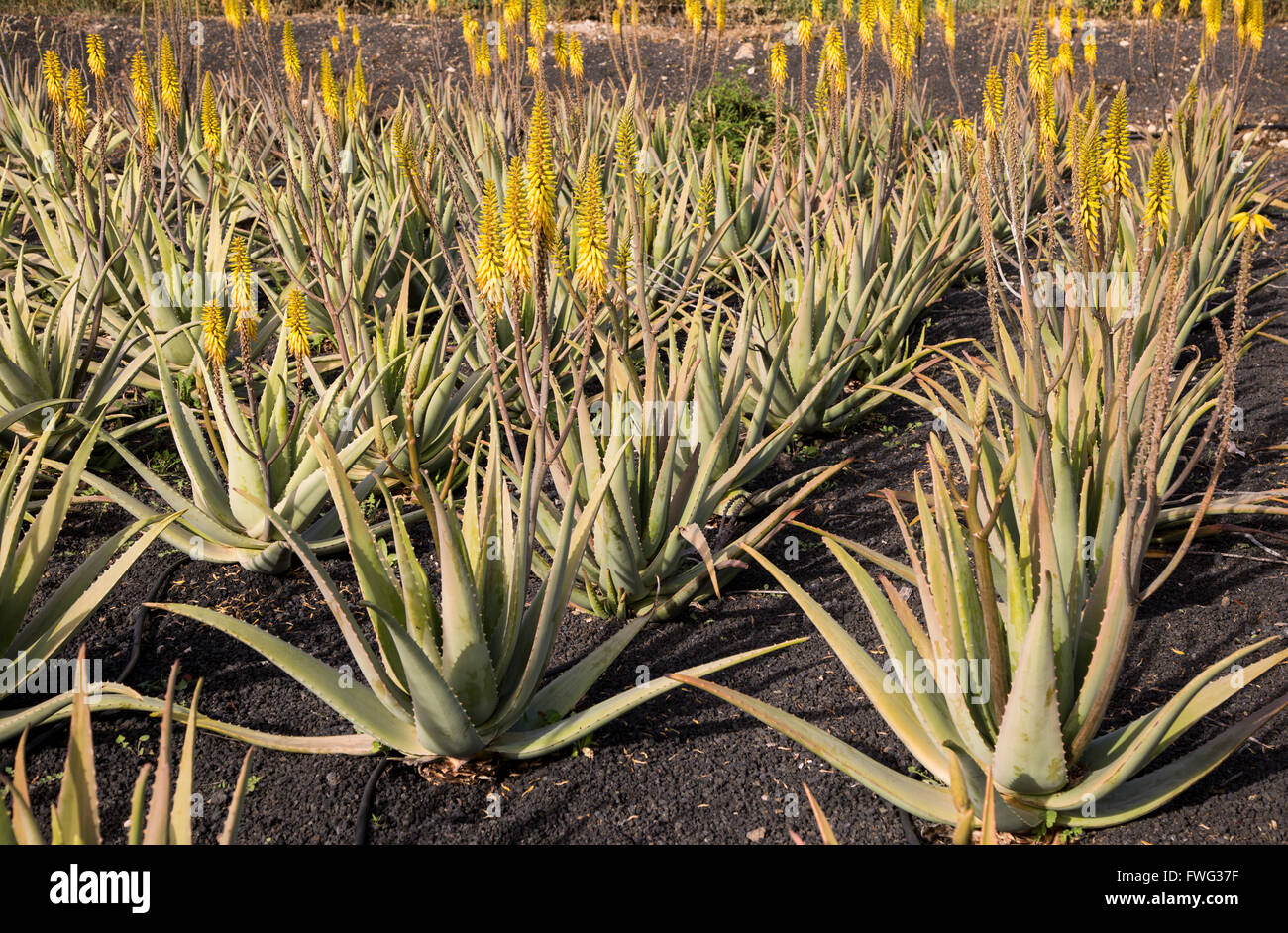 Aloe vera plants growing in field, Oliva, Fuerteventura, Canary Islands, Spain Stock Photo