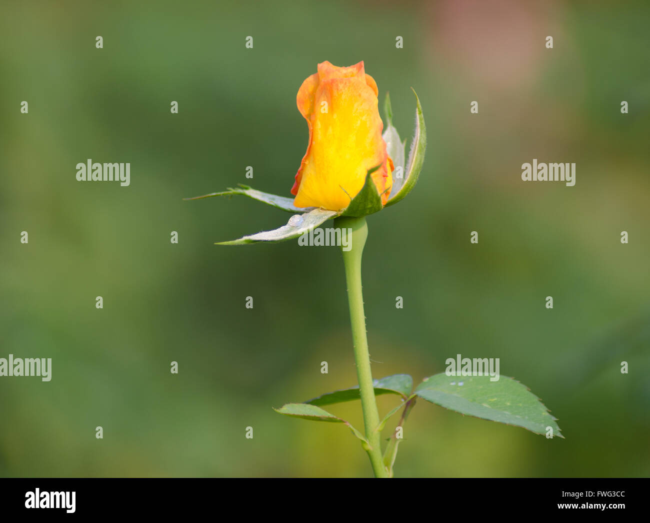 Yellow roses hi-res stock photography and images - Alamy