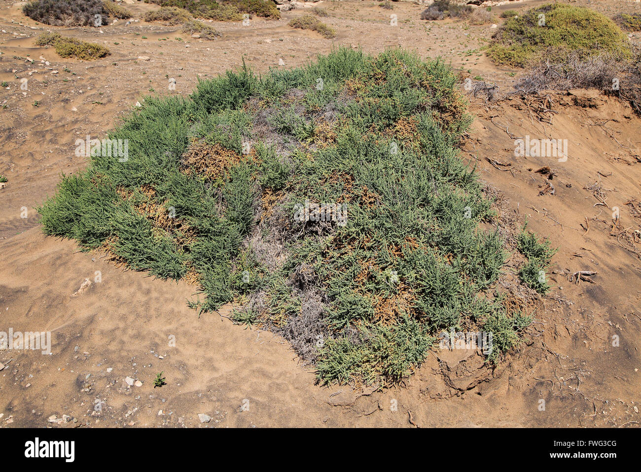 Desert vegetation, near Paraja, Fuerteventura, Canary Islands, Spain Stock Photo