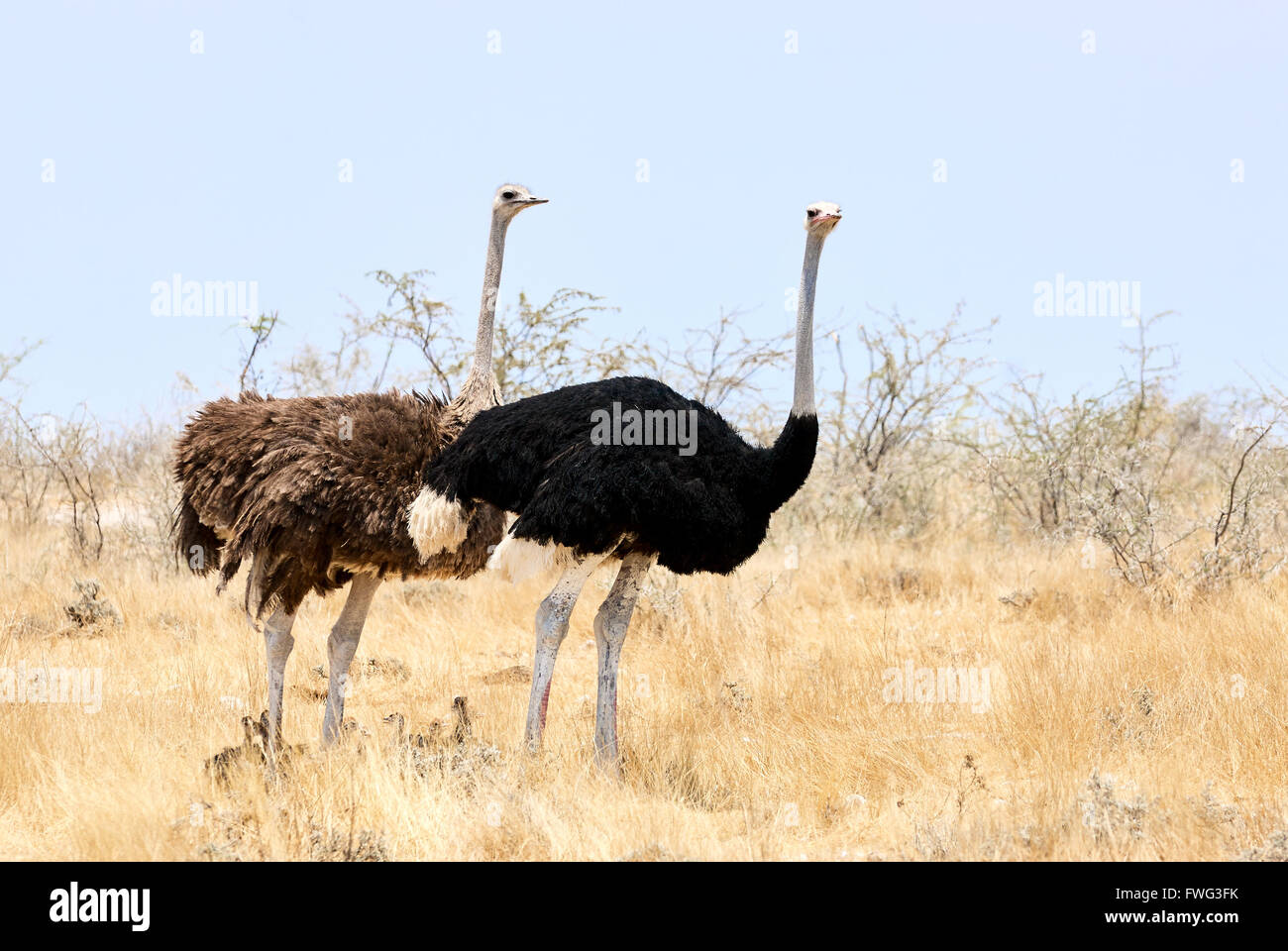 Male and female ostriches with little chicks photographed in Namibia Stock Photo
