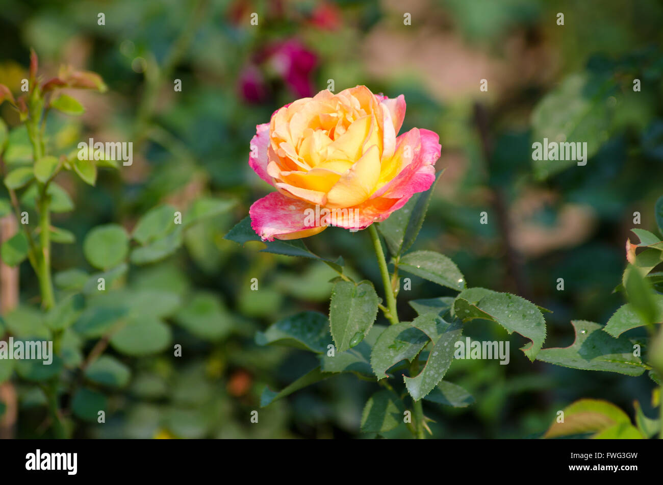 Pink and yellow rose Stock Photo