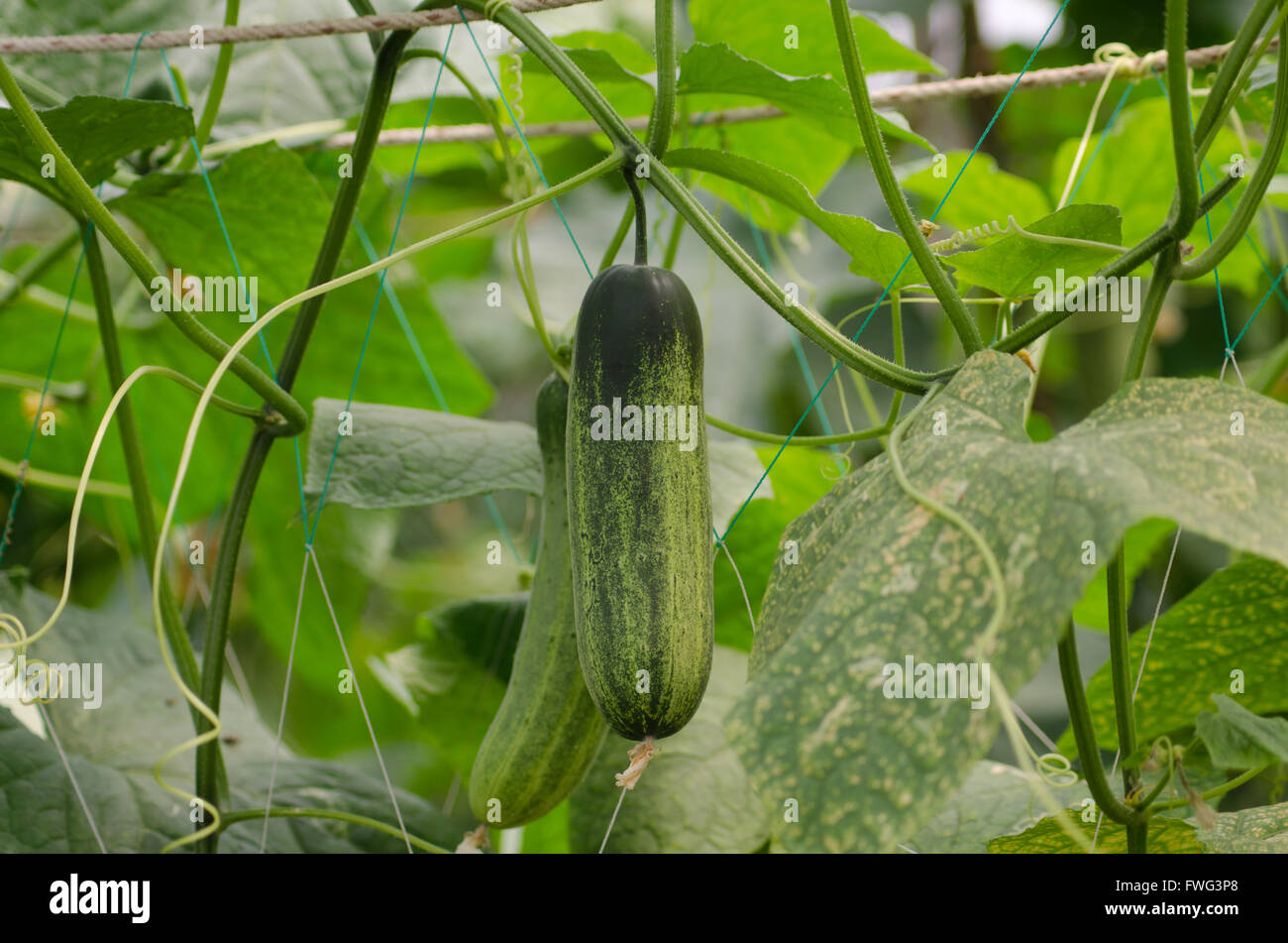 Cucumbers growing on a vine Stock Photo Alamy