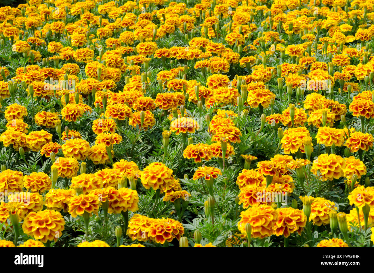 French Marigolds blooming Stock Photo