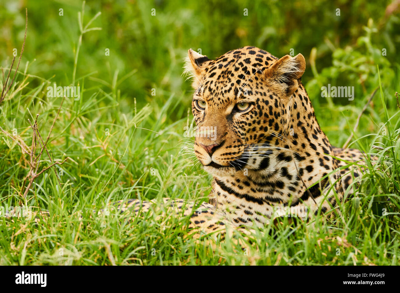 Portrait of a beautiful female Leopard photographed horizontally in a green African forest Stock Photo