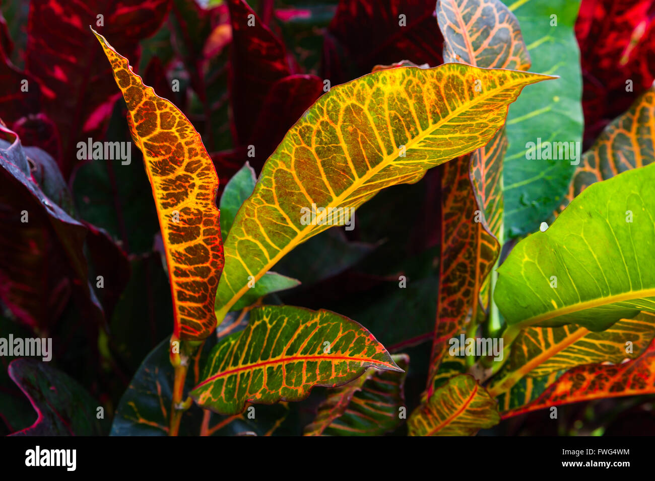 Closeup photo of colorful wild tropical plant leaves Stock Photo