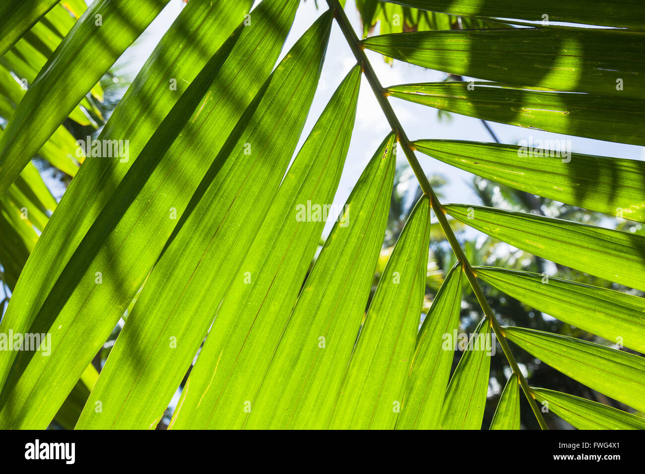 Bright fresh palm tree leaves, macro photo with strong sun back light Stock Photo