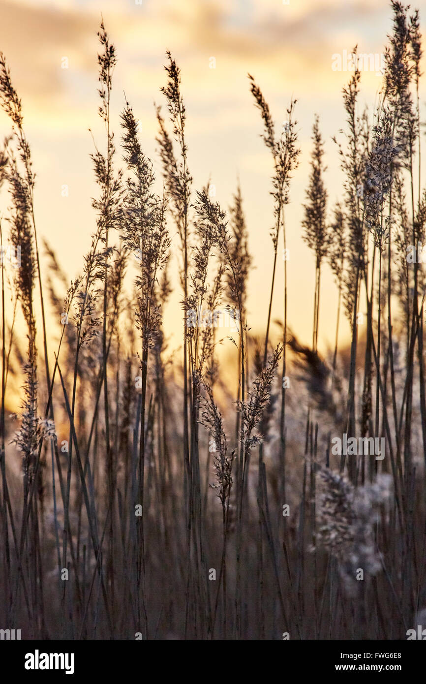 Reeds at sunset at Wollaton Park, Nottingham, England, UK. Stock Photo