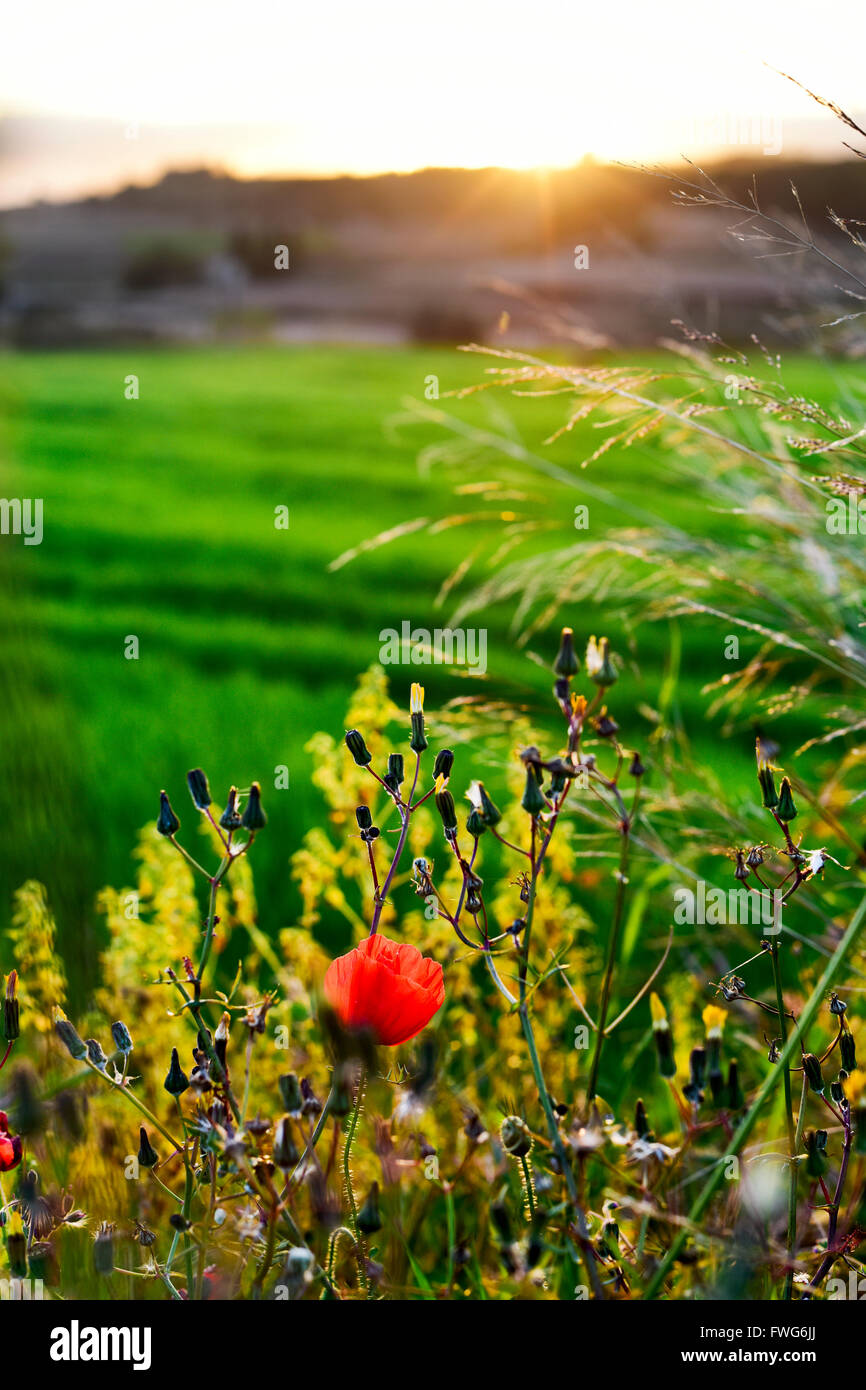 a view of a country landscape, with a poppy and some wildflowers in the foreground, at sunset Stock Photo