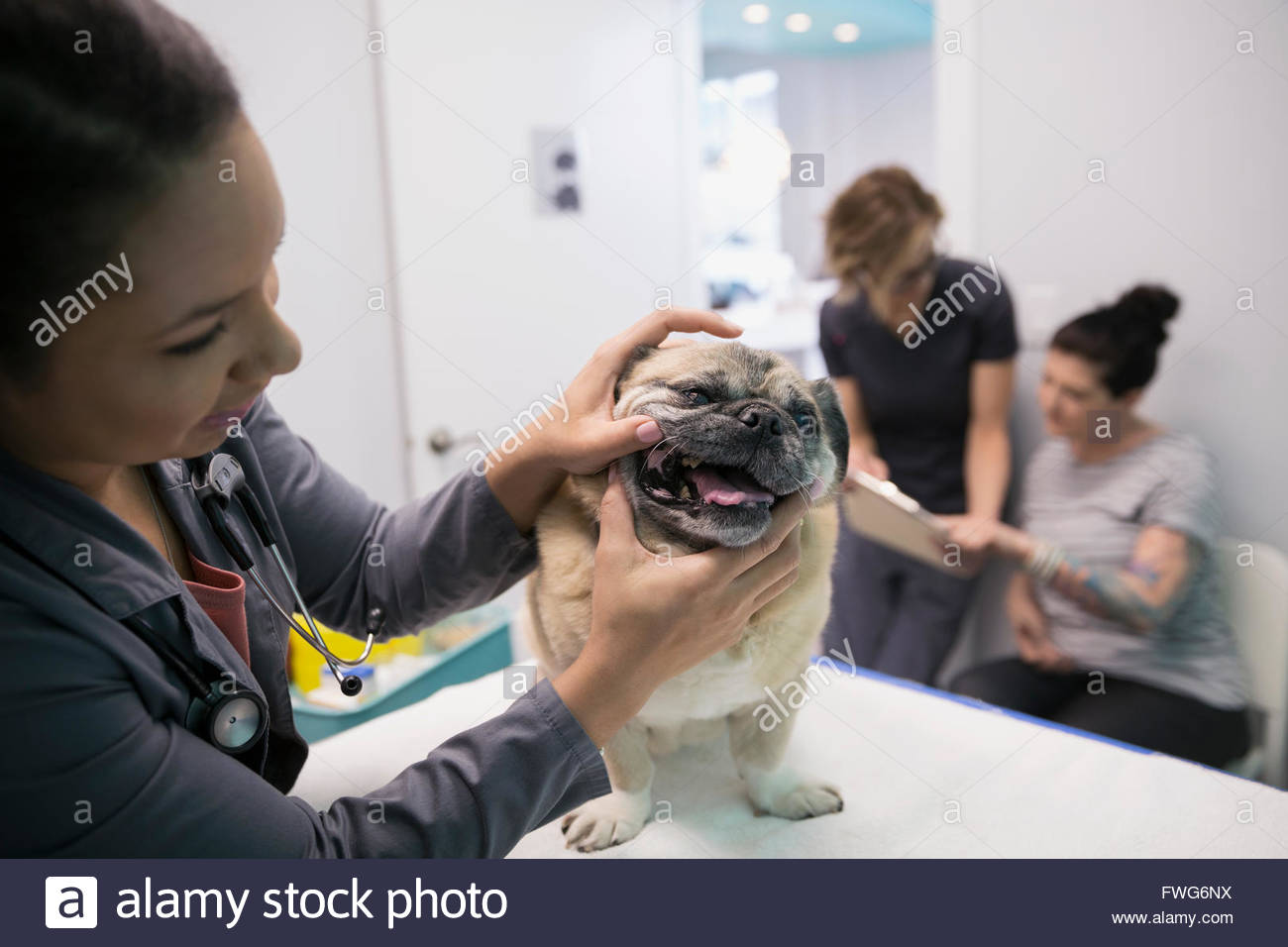 Veterinarian examining small dog clinic examination room Stock Photo