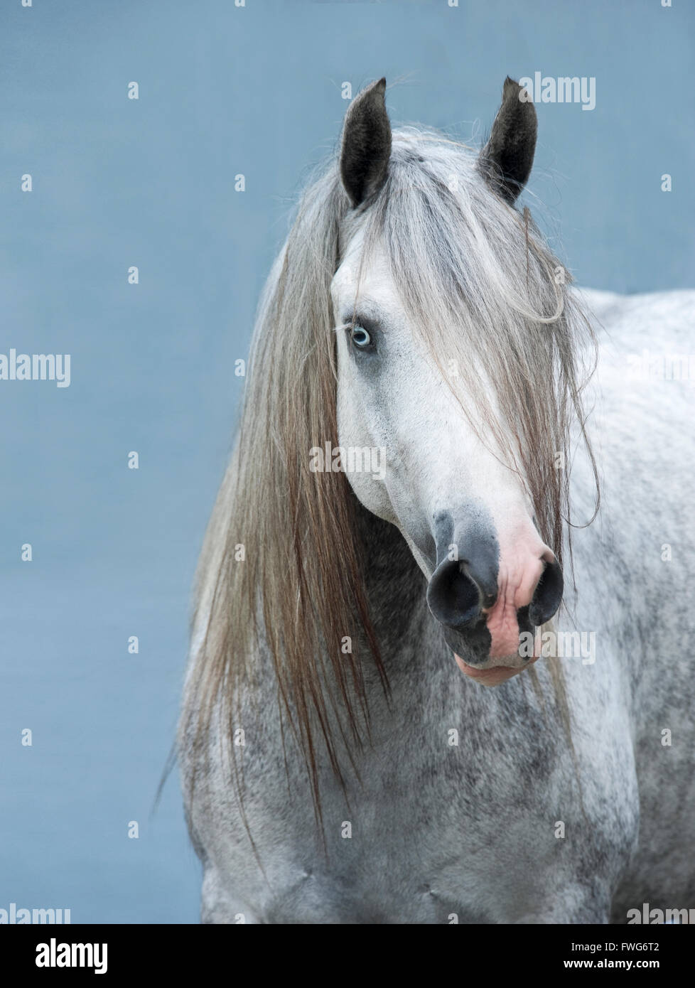 Dapple grey horse hi-res stock photography and images - Alamy, image size:978x1390
