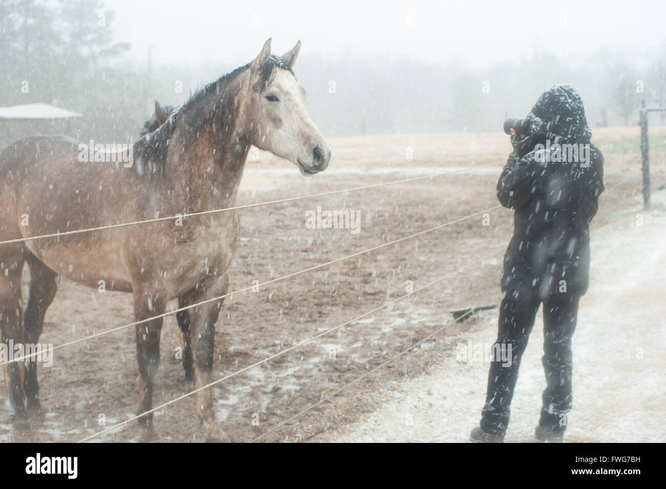 Photographer with horse in wet falling snow storm Stock Photo