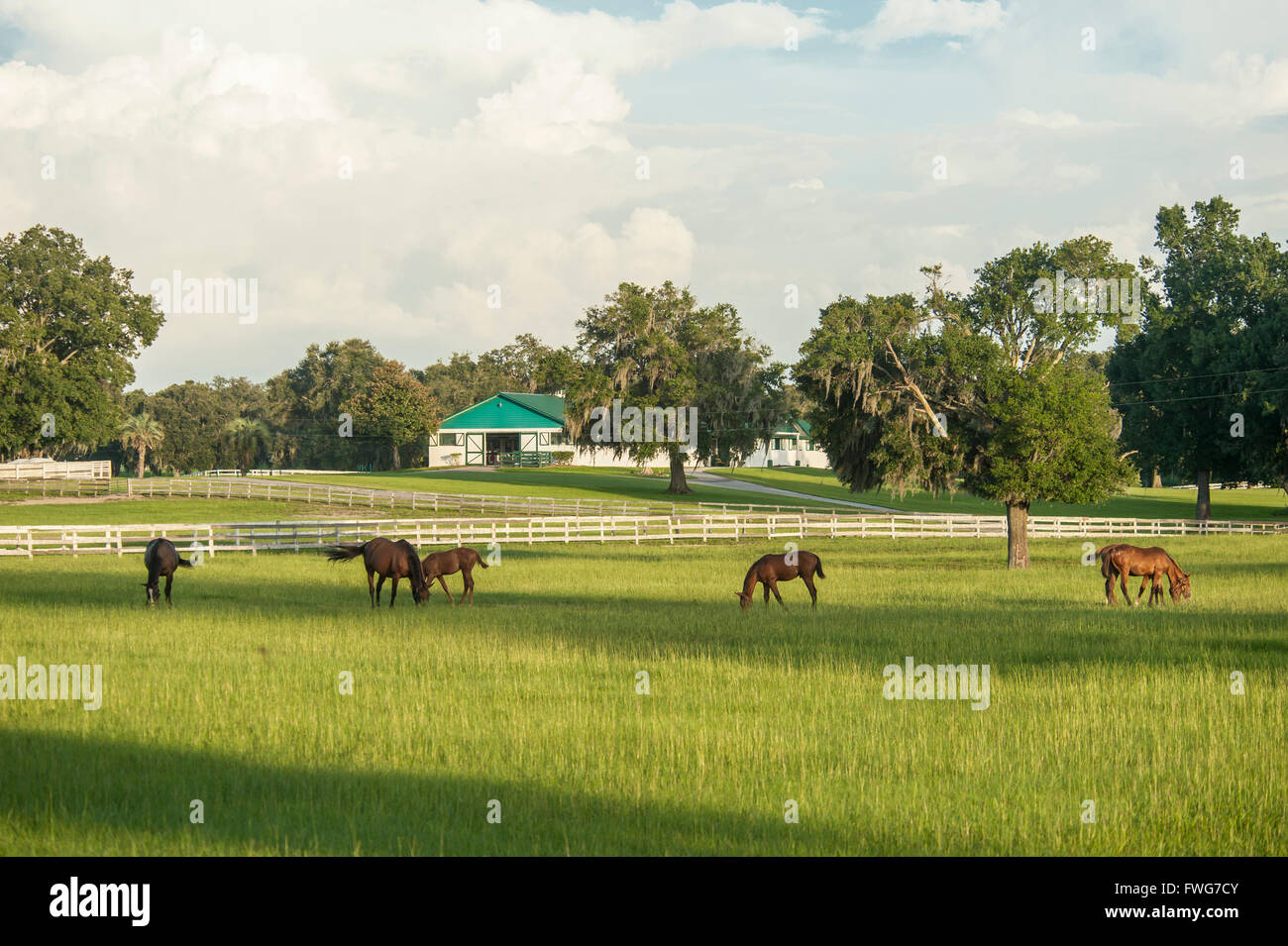 Scenic Thoroughbred Horse Farm Stock Photo
