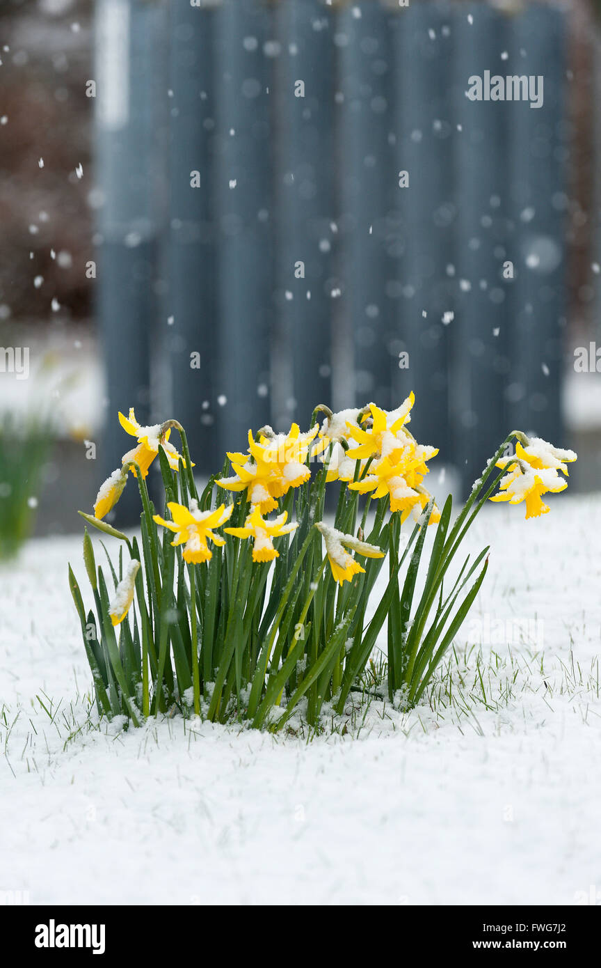 Daffodils covered with snow in Powys, Wales, UK Stock Photo Alamy