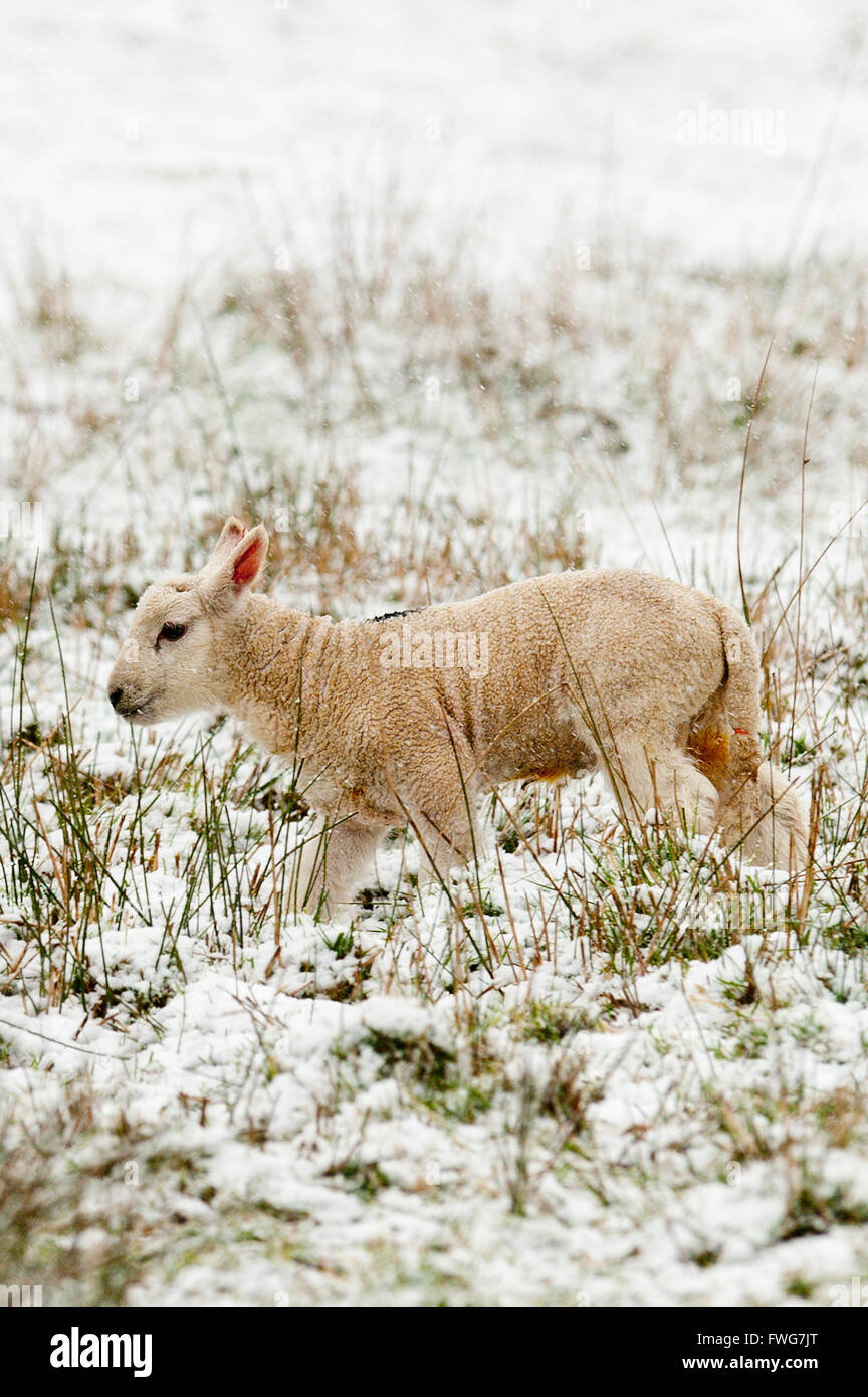 Ewes and lambs in a wintry landscape at springtime in Powys, Wales, UK Stock Photo - Alamy