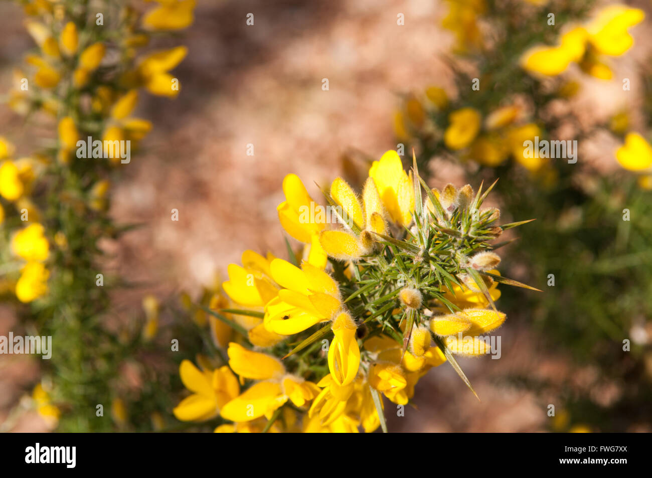 Yellow wild flowers growing in a countryside hedge Stock Photo Alamy