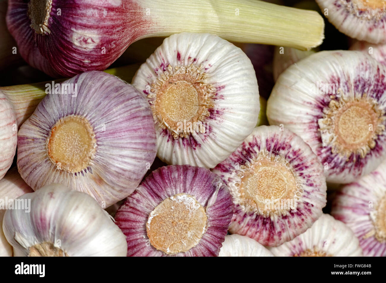 Garlic bulbs Stock Photo