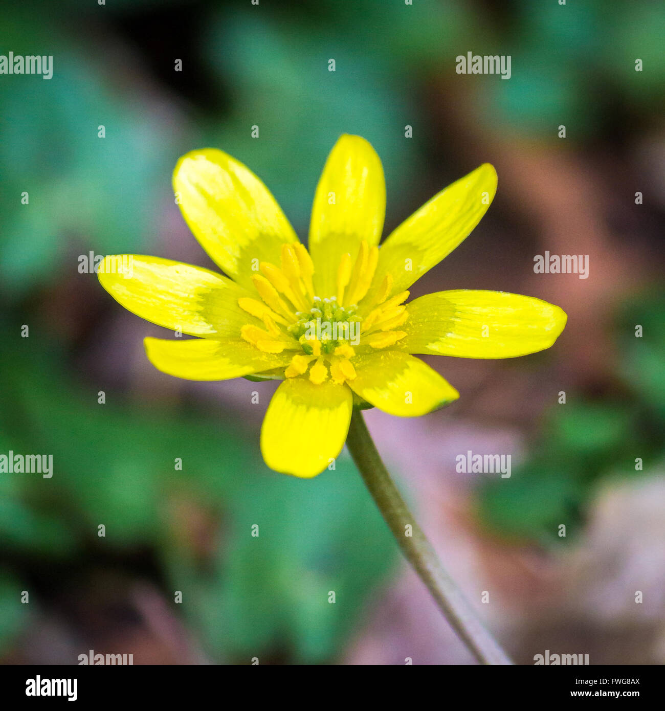 yellow buttercup flower the spring. Stock Photo