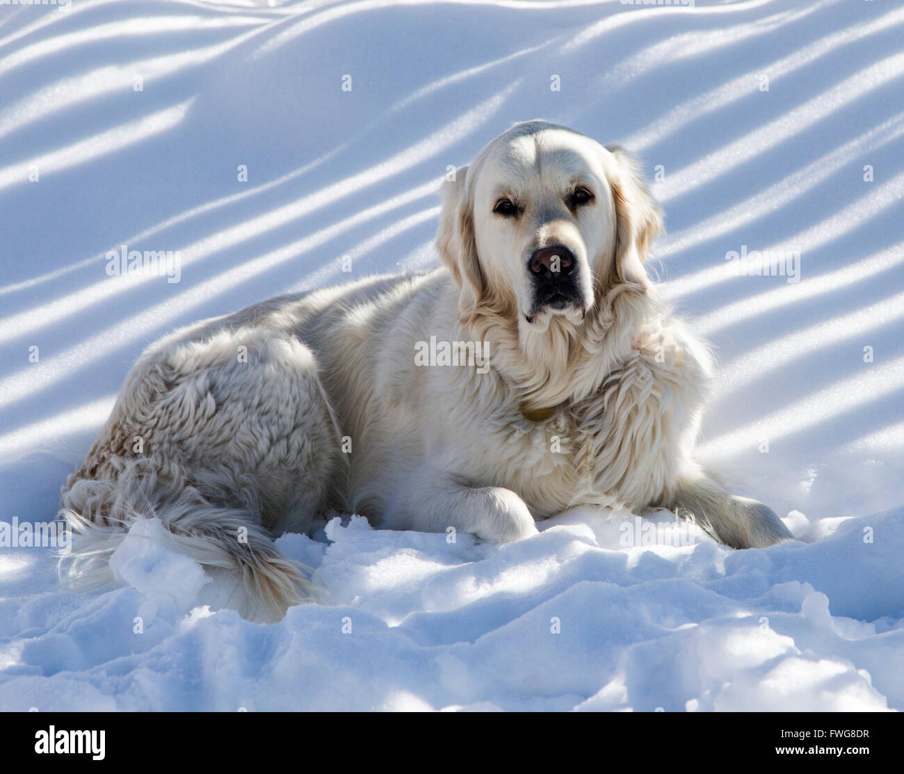 Platinum colored Golden Retriever dog in snow. Stock Photo