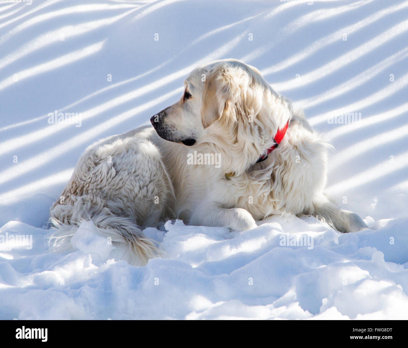 Platinum colored Golden Retriever dog in snow. Stock Photo