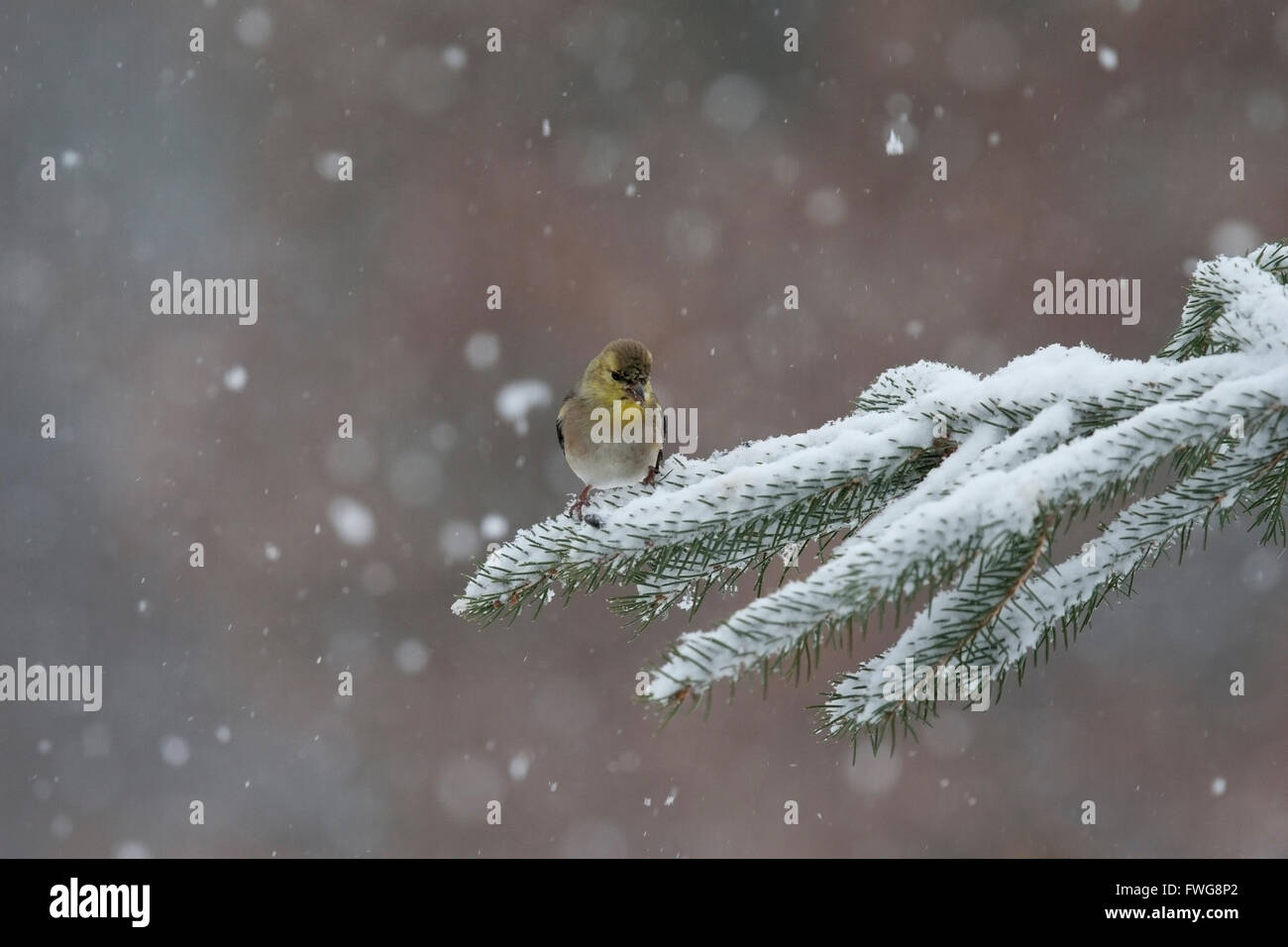 Goldfinch perches on snowy pine branch Stock Photo