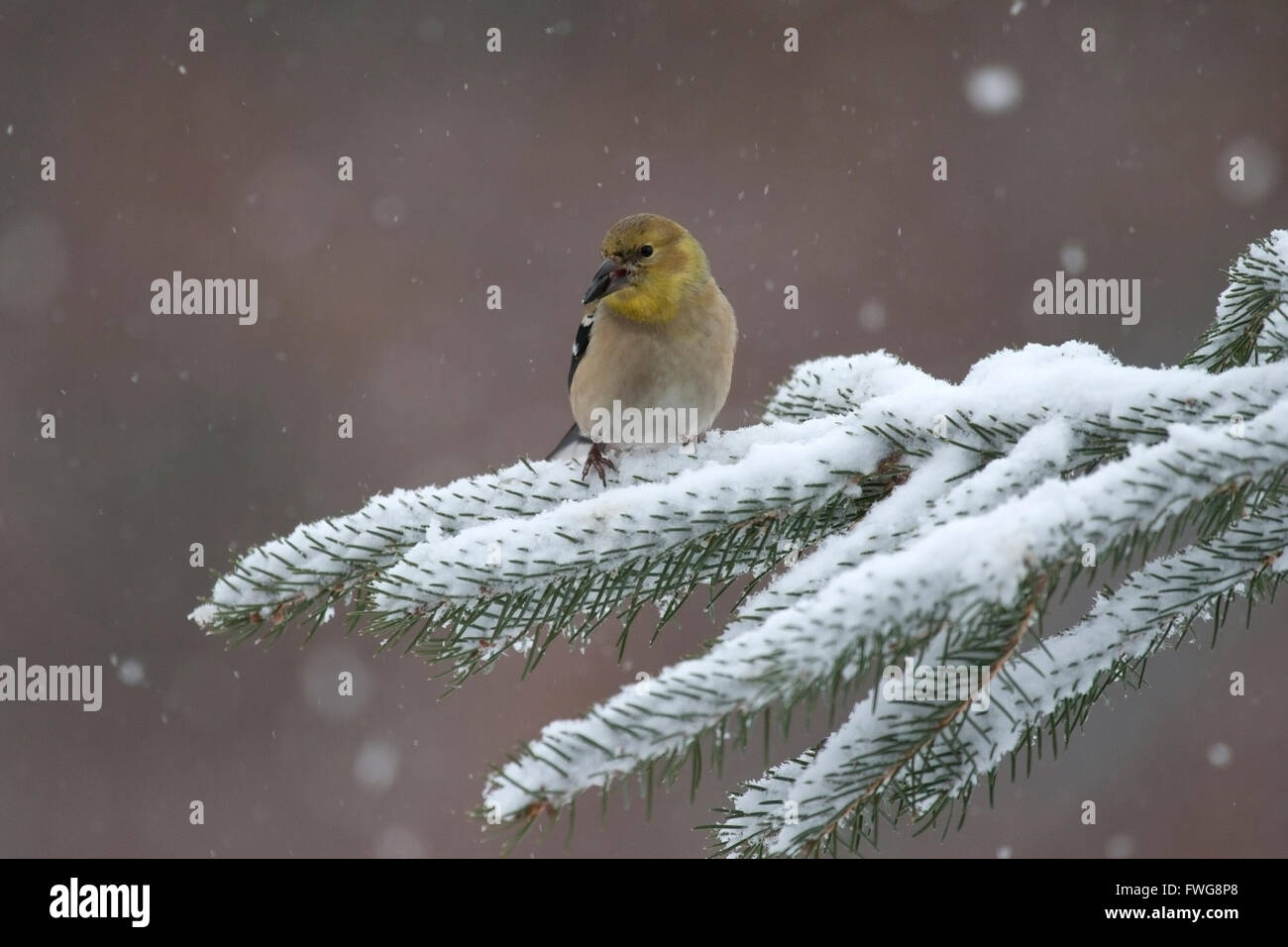 Goldfinch perches on fir tree in snowy weather Stock Photo