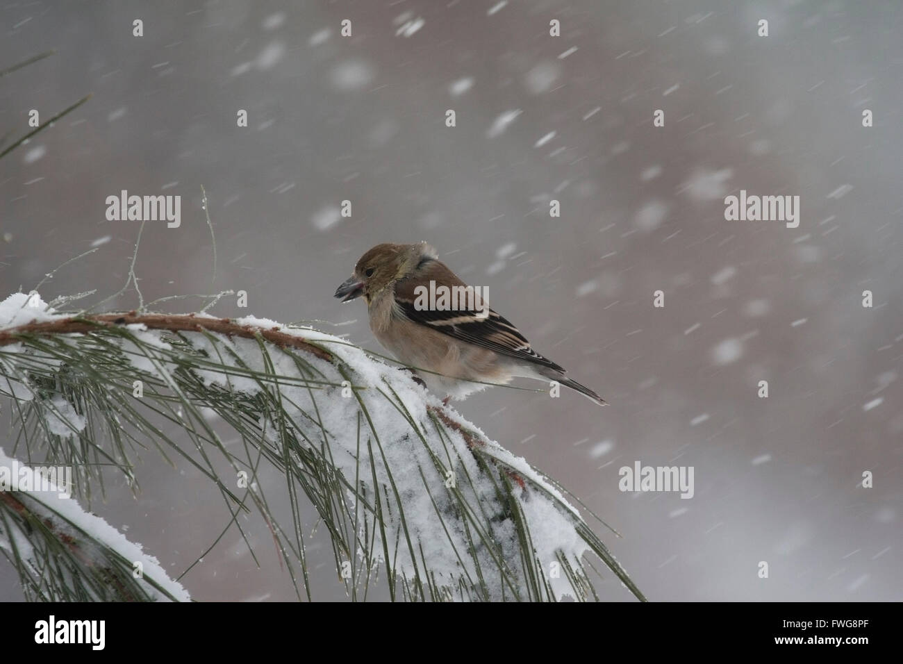 Goldfinch huddles against winter storm Stock Photo