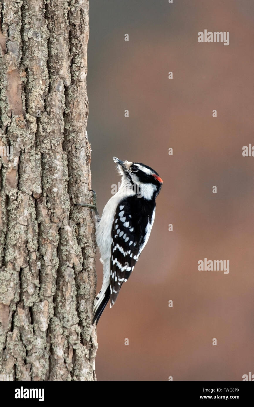 Male hairy woodpecker clings to tree trunk Stock Photo