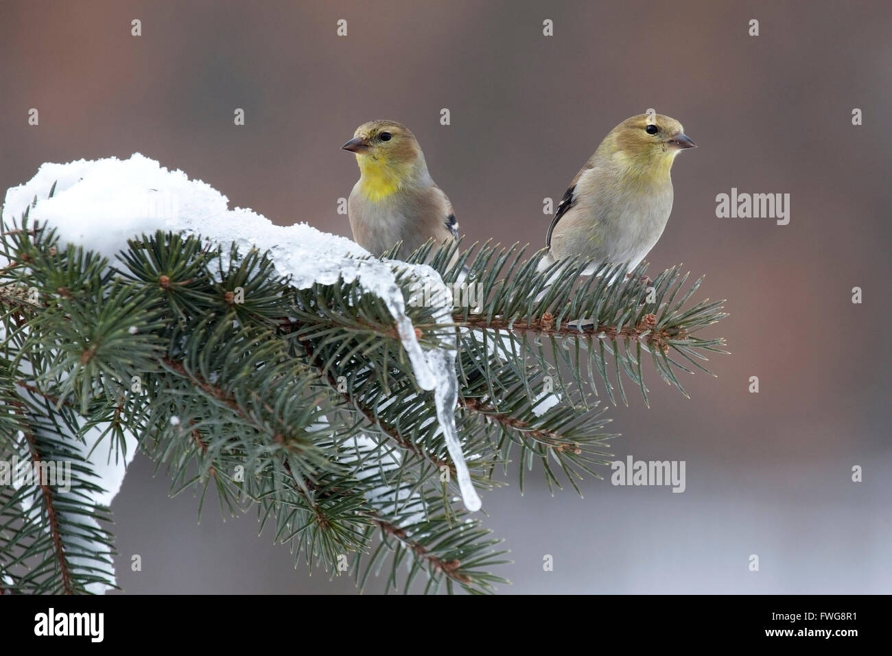 Pair of goldfinches perching on snowy pine branch Stock Photo