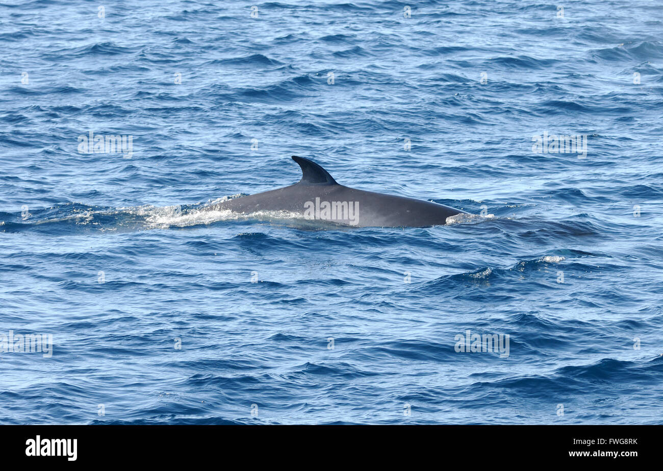 The back and dorsal fin of an Antarctic Minke Whale (Balaenoptera bonaerensis). Hope Bay, Trinity Peninsula, Antarctic Peninsula, Antarctica. 02Mar1 Stock Photo