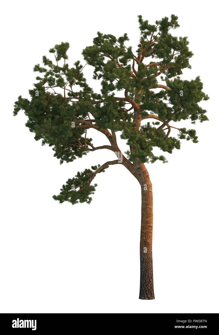 Pine Tree Isolated On White Stock Photo - Alamy