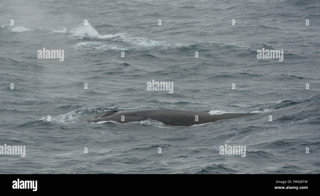 A blue whale (Balaenoptera musculus} surfaces to breathe. Off South Sandwich Islands. South Atlantic Ocean. Stock Photo