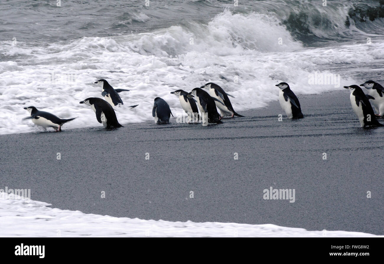 Chinstrap Penguins (Pygoscelis antarctica) enter a rough sea at their