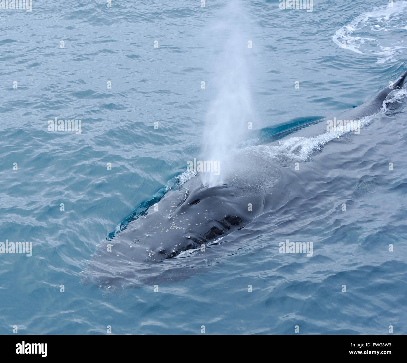 A Humpback whale (Megaptera novaeangliae) blows South Sandwich Islands, Southern Ocean. Stock Photo