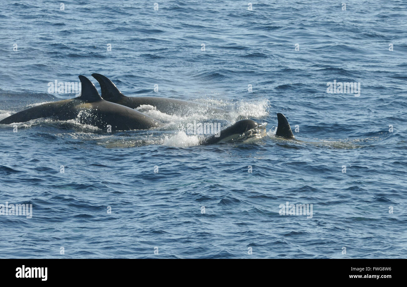 Killer whales or orcas (Orcinus orca). These are type B  Orcas. Hope Bay,  Trinity Peninsula,  Antarctic Peninsula, Antarctica. Stock Photo