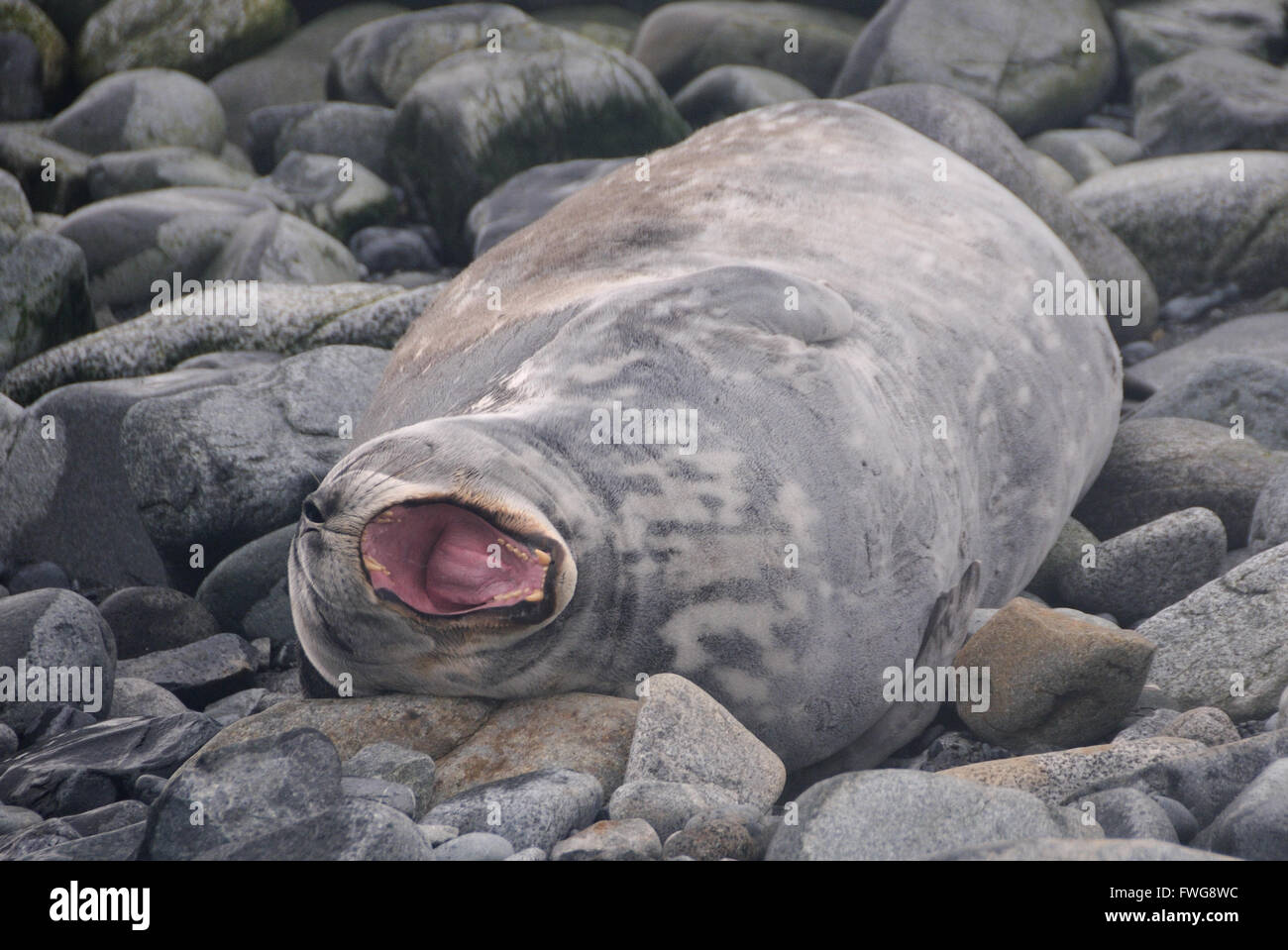 A Weddell Seal sleeping on a stony beach (Leptonychotes weddellii) displays its teeth in a yawn.  South Shetland Islands Stock Photo