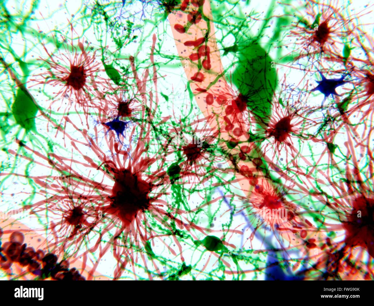 Brain cells Illustration of three types of brain cells astrocytes (red) pyramidal neurons