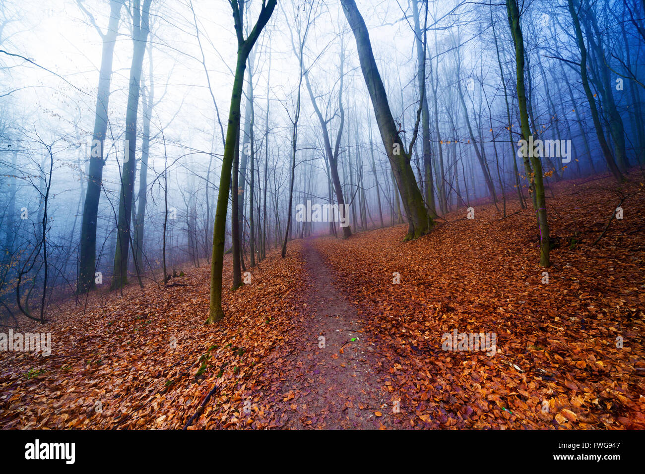 Trees in the forest in Autumn Stock Photo - Alamy